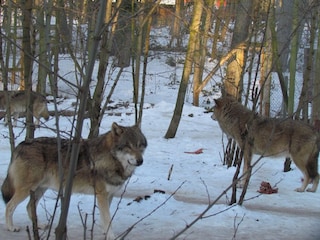 Ueckermünder Zoo