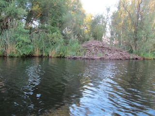 Biberburg an der Uecker