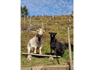 Heidi und Flöckchen