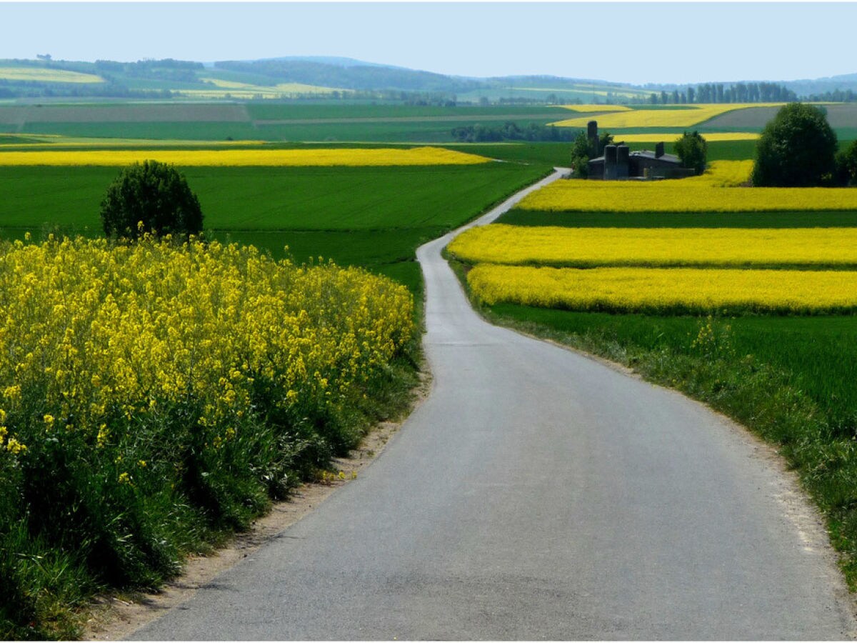 Blühende Rapsfelder auf dem Maifeld