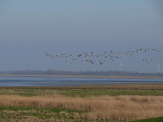 Casa per le vacanze Dangast Ambiente 31
