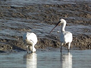 Casa de vacaciones Dangast Entorno 33