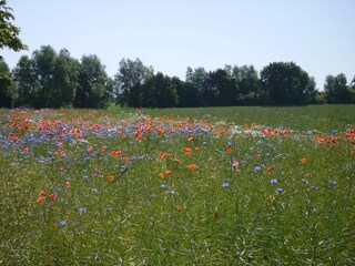 Wiese am Feriendorf