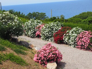 Villa Capoliveri Registrazione all'aperto 16