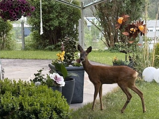 täglicher Besuch in unserem Garten