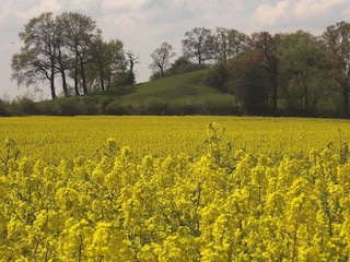 Rapsblüte im Mai mit Blick auf den kleinen Jägersberg