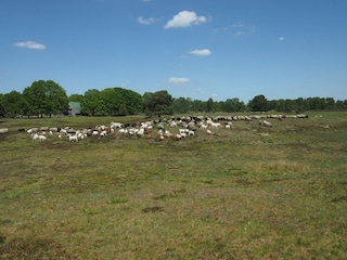 Heide