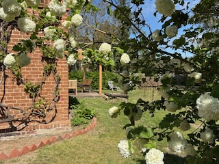 Hausecke mit Weinstock