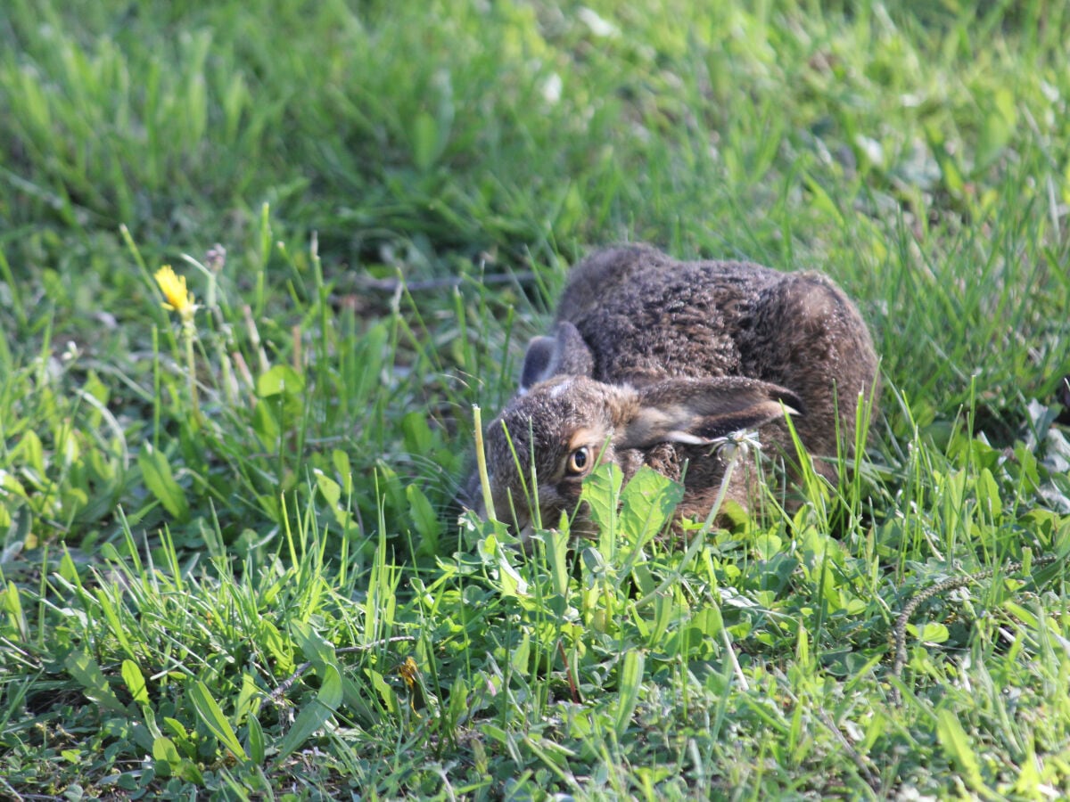 Hase im Garten