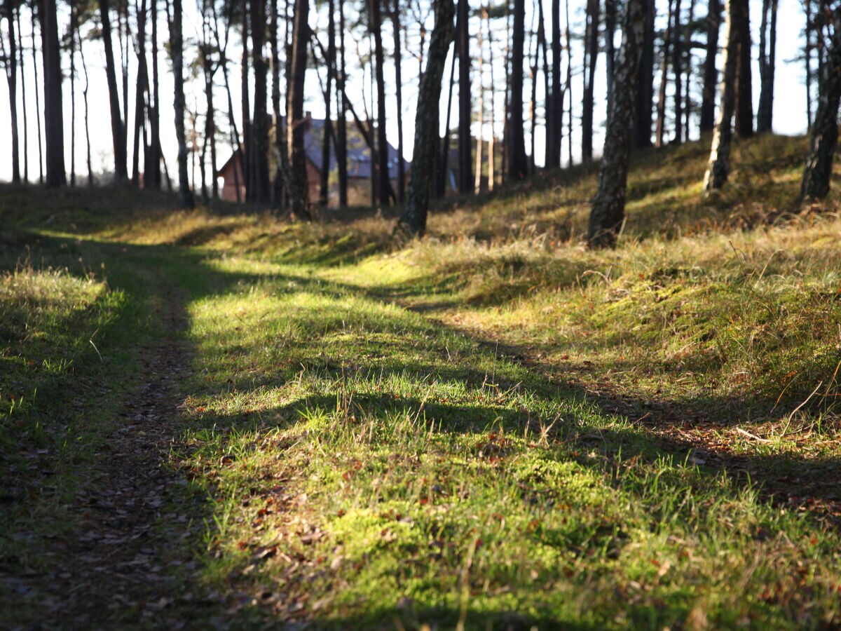 Waldweg_2