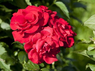 Rosenblüten unterstreichen den ALPINSCHLÖSSL-Garten