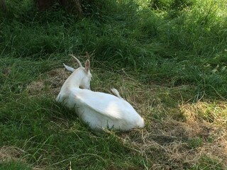 Appartamento per vacanze St. Gilgen Ambiente 17