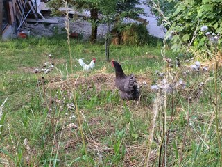 Appartamento per vacanze St. Gilgen Ambiente 18