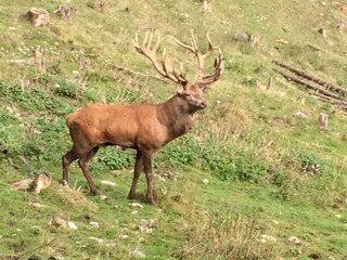 Appartamento per vacanze St. Gilgen Ambiente 19