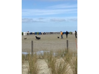 Hundestrand