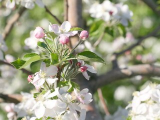 Appartamento per vacanze Lana Ambiente 10