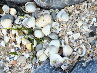 Muscheln am Ufer