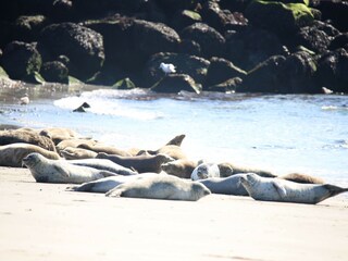 Robben auf Helgoland