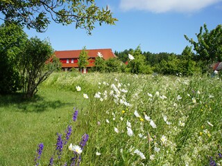 Wiesen im Feriendorf