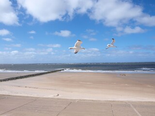 Meer