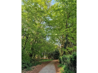 Weg zum Strand durch den Buchenwald