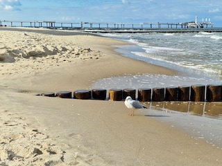Ferienwohnung Koserow Umgebung 24