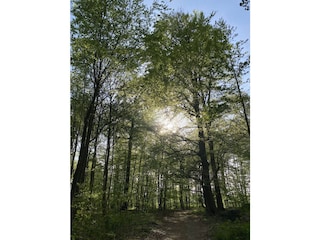 Waldspaziergang