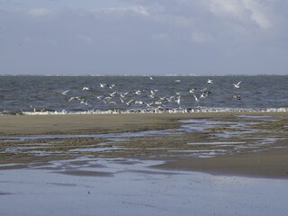 Strand bei Renesse