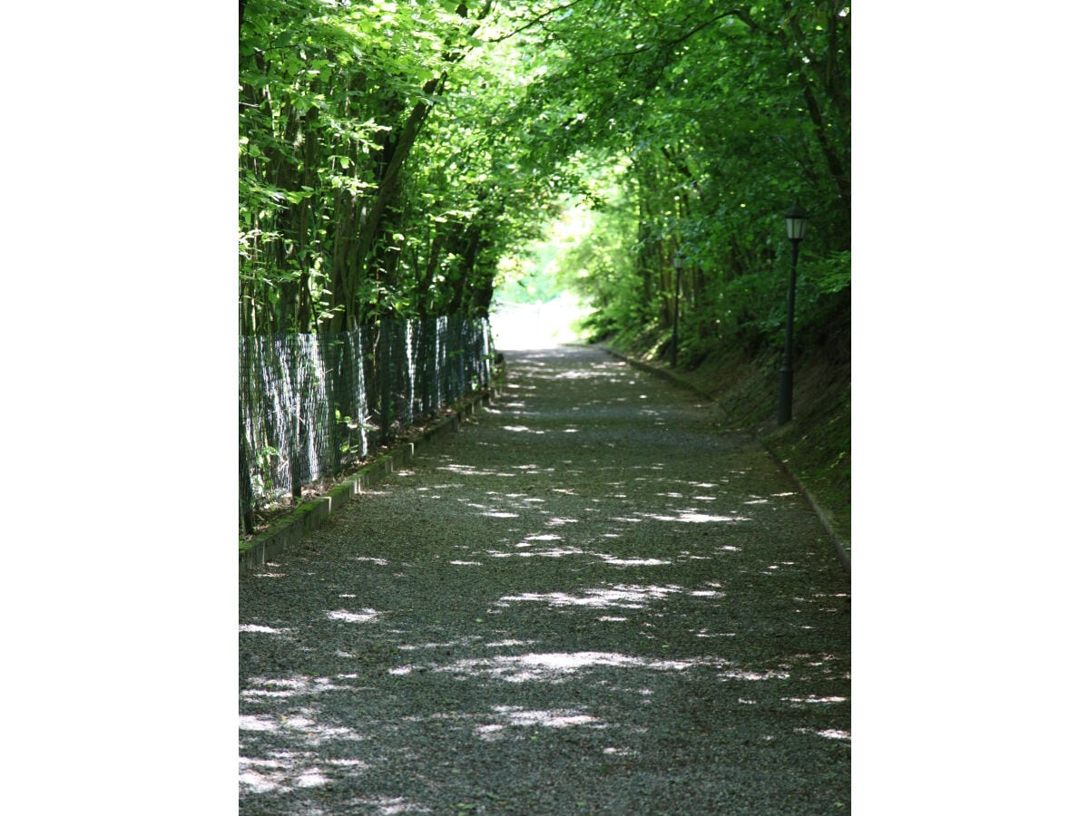 Fußweg Hesselhof Blütenteppich