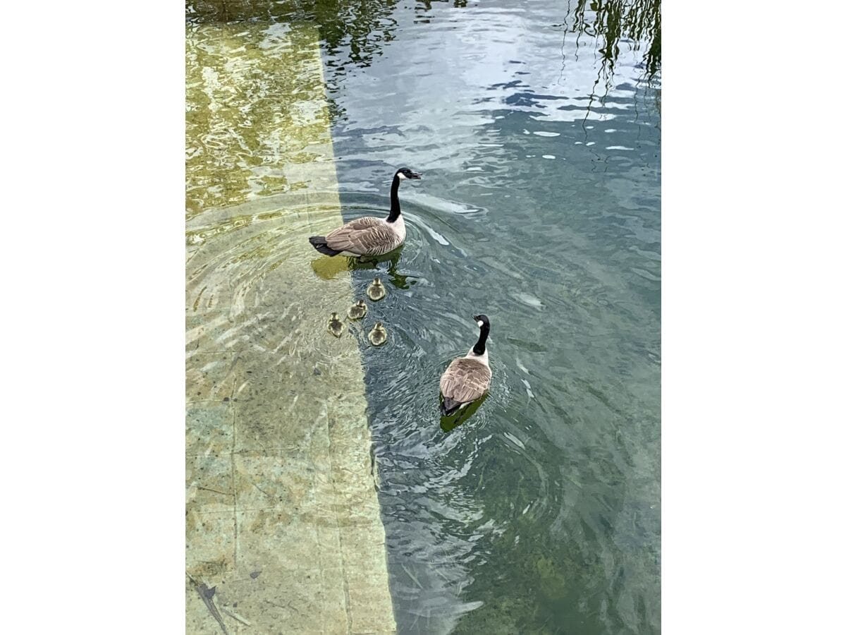 Gänsebesuch