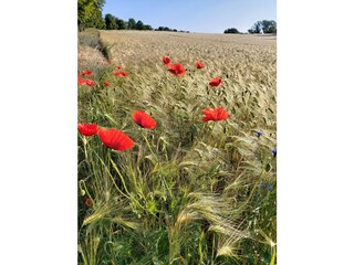 Holiday apartment Barkow Outdoor Recording 8