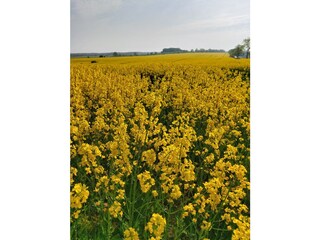 Holiday apartment Barkow Outdoor Recording 16