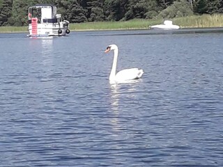 Auf dem Plauer See