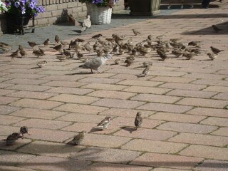 Appartamento per vacanze Egmond aan Zee Ambiente 40