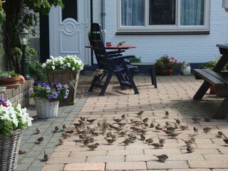 Appartamento per vacanze Egmond aan Zee Ambiente 39