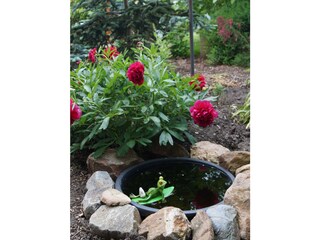 Pfingstrose im Gartenparadies