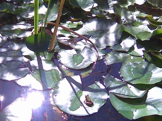 Heinz der Frosch