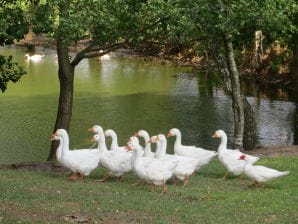 Bauernhof unter den Birken - Wielki Klincz - image1