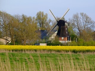 Blick auf die Windmühle