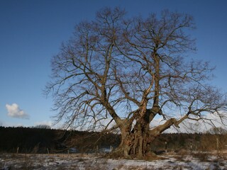 Appartamento per vacanze Kargow Ambiente 19
