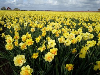 Vakantiehuis Petten Buitenaudio-opname 13