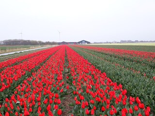 Vakantiehuis Petten Buitenaudio-opname 15