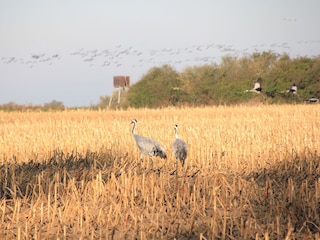 Kraniche im Maisfeld