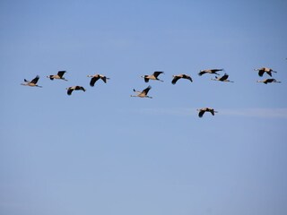 Kranichzug über dem Ferienhaus