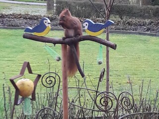 unser Eichhörnchen