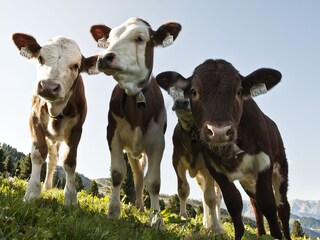 Casa per le vacanze Stummerberg Ambiente 32