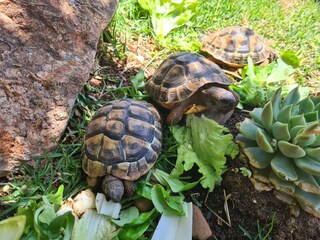 Don Emilio, Pedro & Kröti