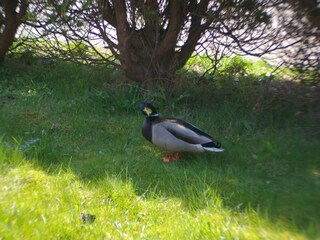 Im Garten ein Entengast