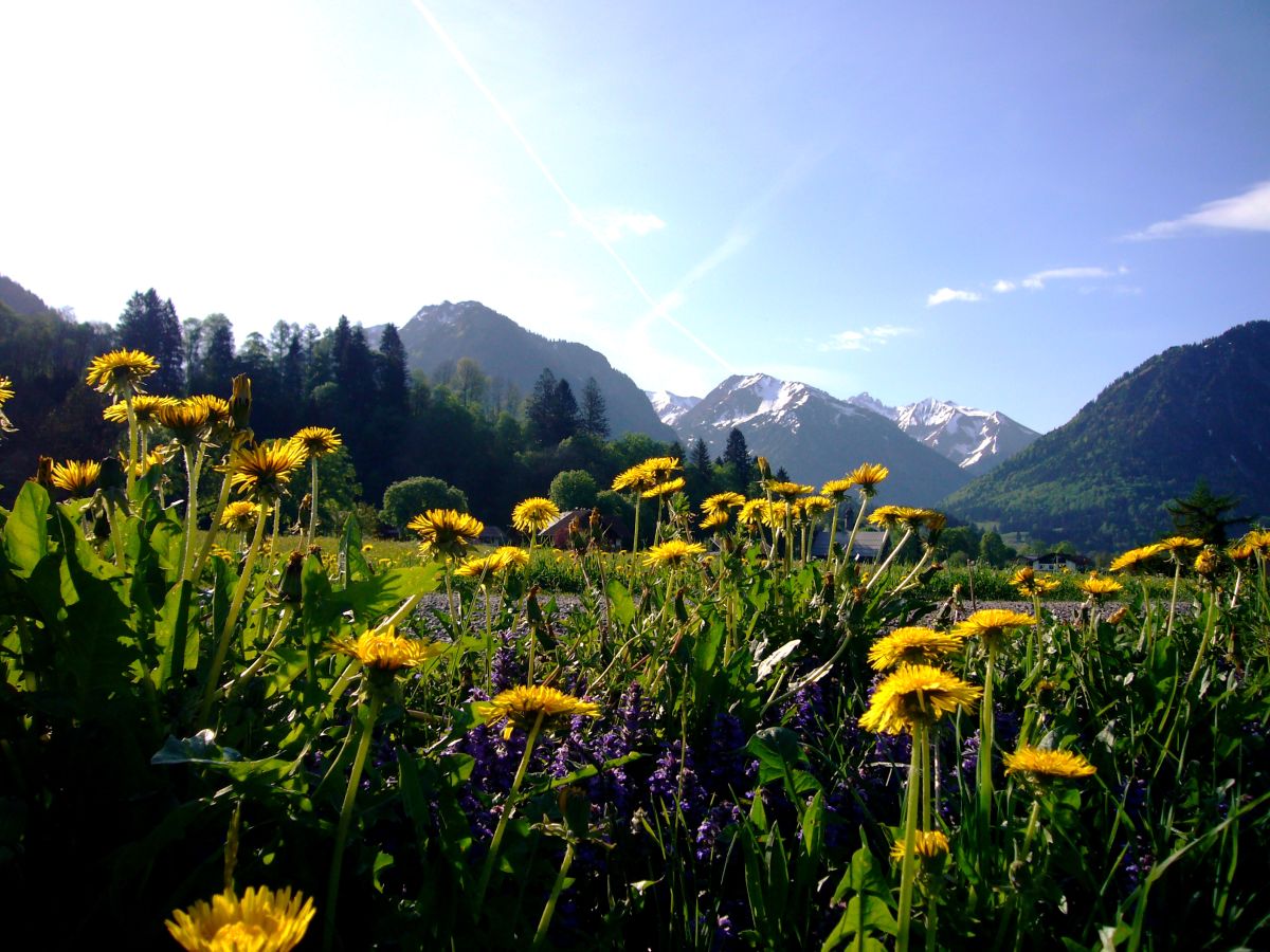 Bergwelt Ferienwohnung 105, Bayern, Oberstdorf Firma Bergwelt Ferienwohnungen Frau Carole Riedel Bergwelt Ferienwohnung 105, Bayern, Oberstdorf Firma Bergwelt Ferienwohnungen Frau Carole Riedel