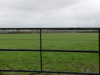 Störche (Pause im Flug nach Süden)